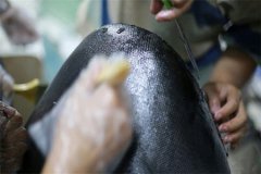 碳纤维复合材料手糊成型的缺陷有哪些